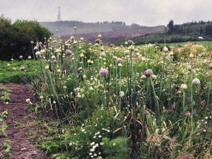 garlic-