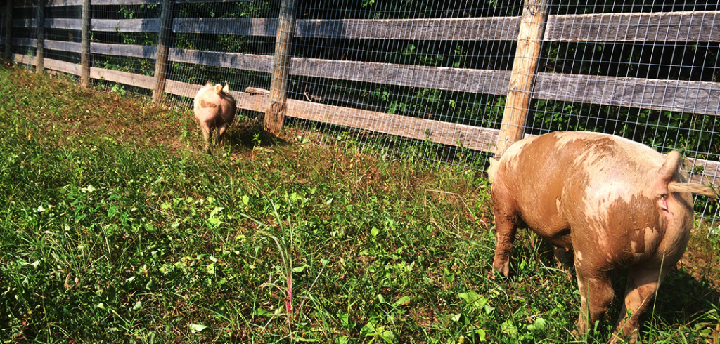 pigs