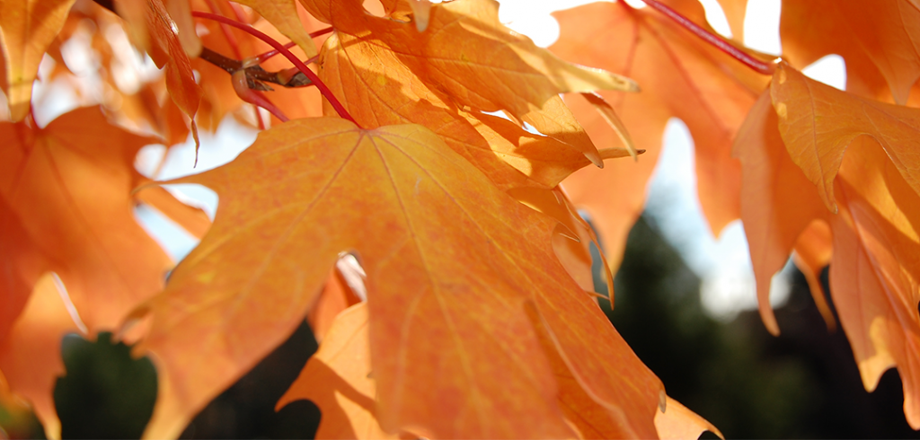 fall-leaves-1