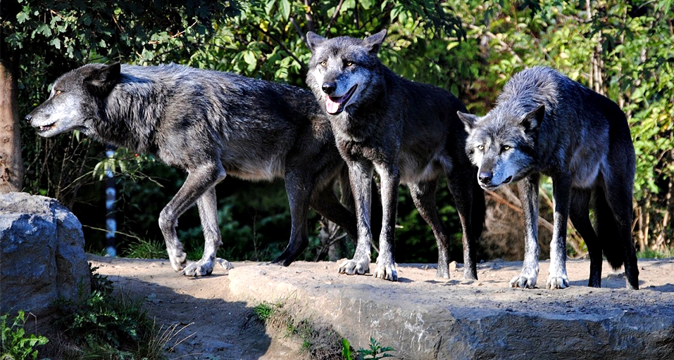 wolves-1