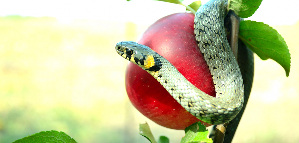snakeapple-1
