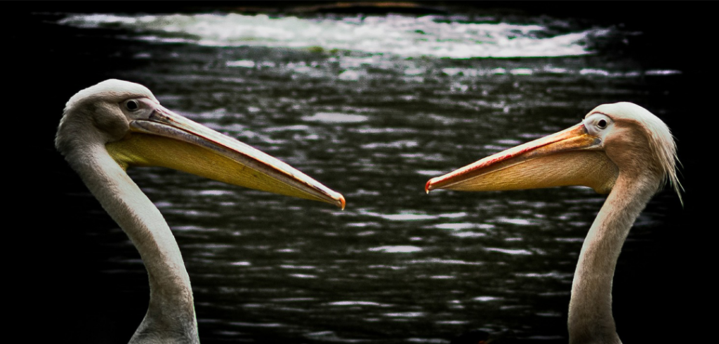 Pelicans-1