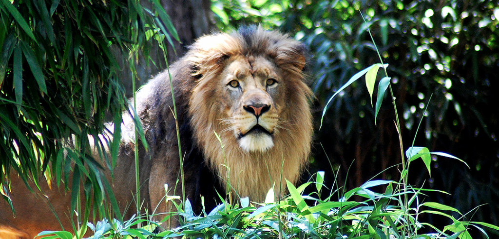 Lion-1