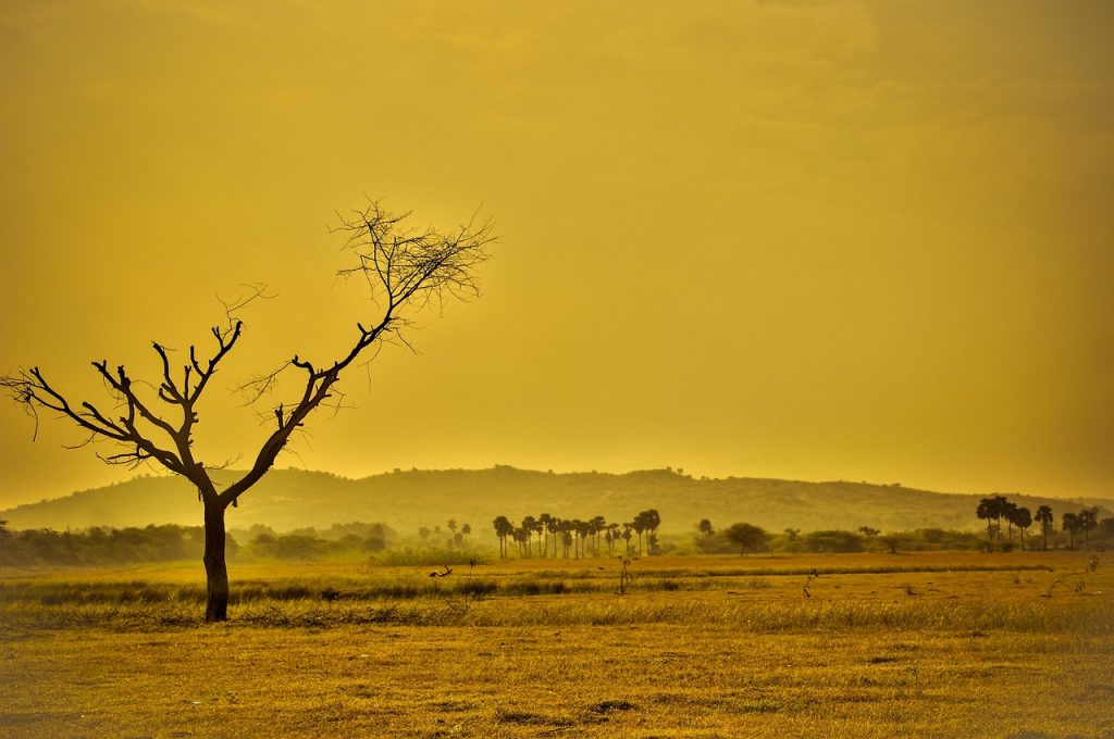 dry-856544_1280