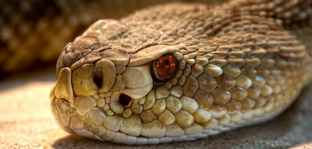 serpent