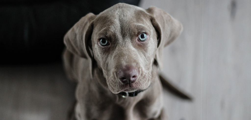 puppy