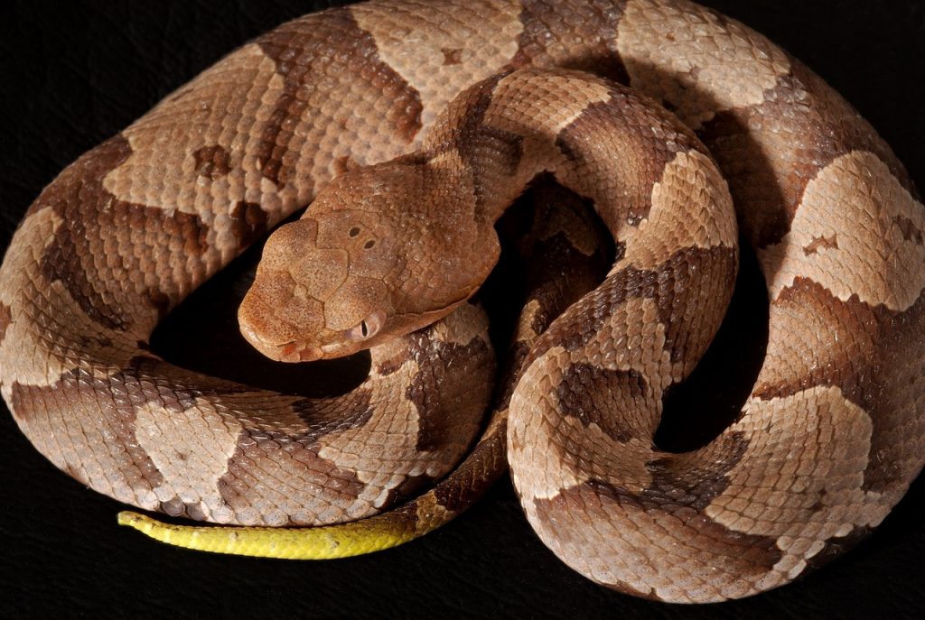 southern-copperhead-1329055_1280