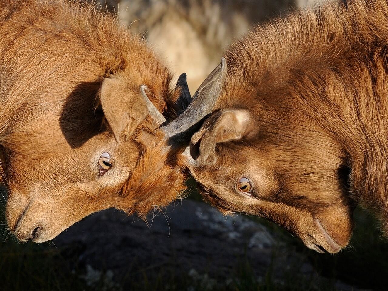 goats dispute