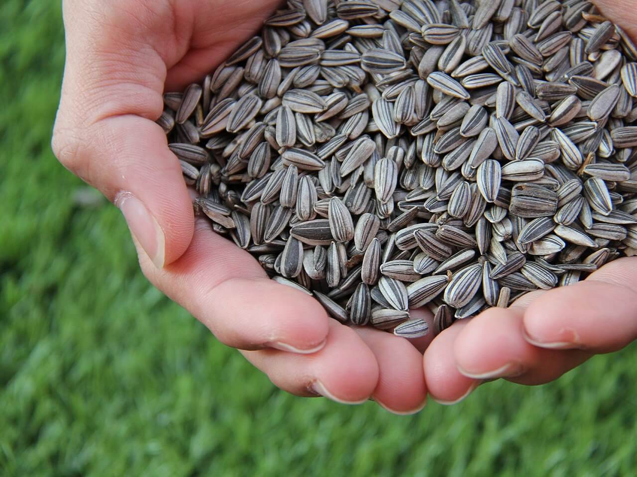 sunflower seeds sower