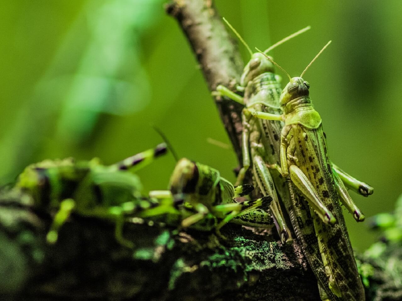 plague locusts